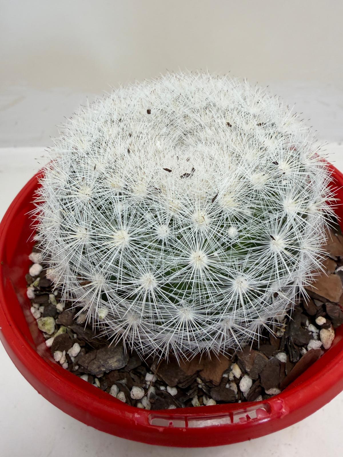 Pincushion Cactus – Mammillaria Candidia - 130mm pot size