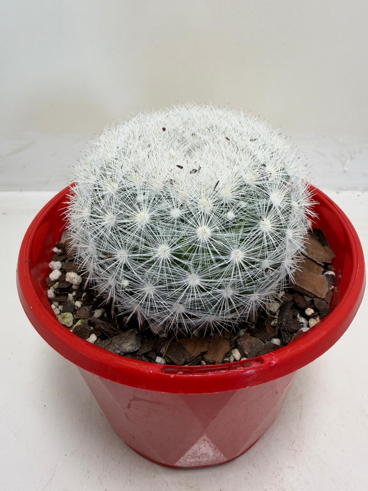 Pincushion Cactus – Mammillaria Candidia - 130mm pot size