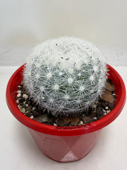 Pincushion Cactus – Mammillaria Candidia - 130mm pot size