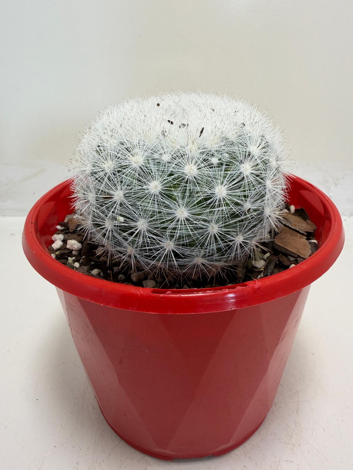 Pincushion Cactus – Mammillaria Candidia - 130mm pot size