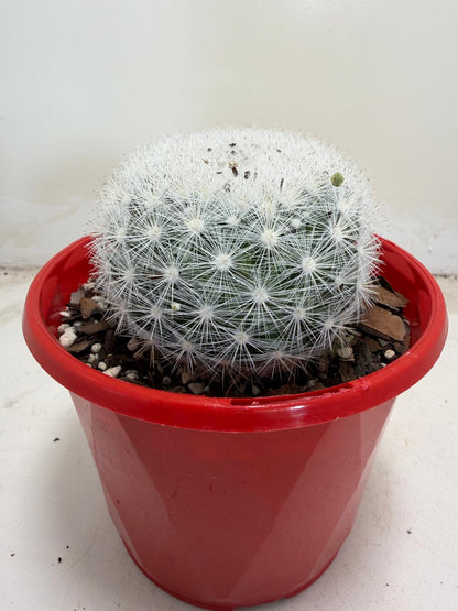 Pincushion Cactus – Mammillaria Candidia - 130mm pot size