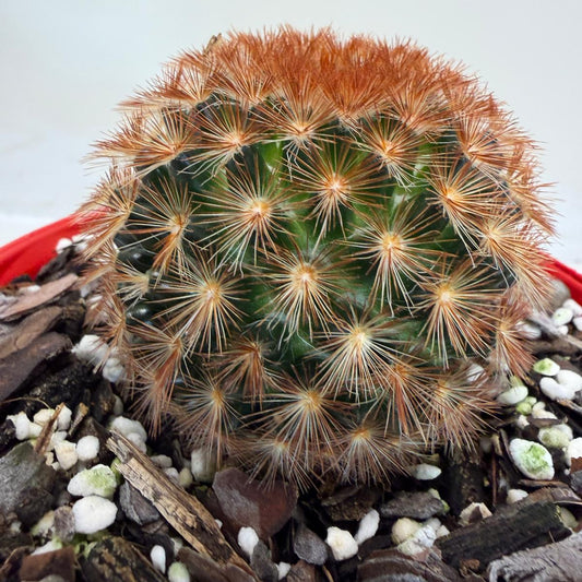 Pincushion Cactus – Mammillaria carmenea - 130mm pot size