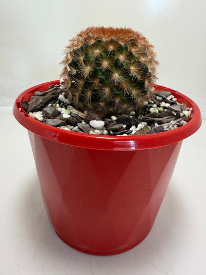 Pincushion Cactus – Mammillaria carmenea - 130mm pot size
