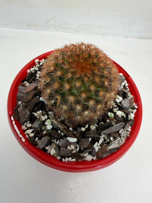 Pincushion Cactus – Mammillaria carmenea - 130mm pot size