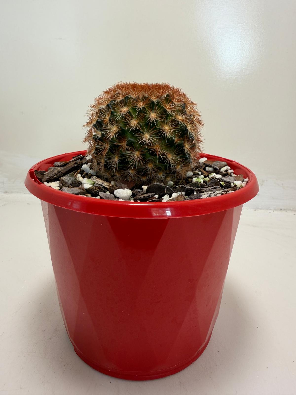 Pincushion Cactus – Mammillaria carmenea - 130mm pot size