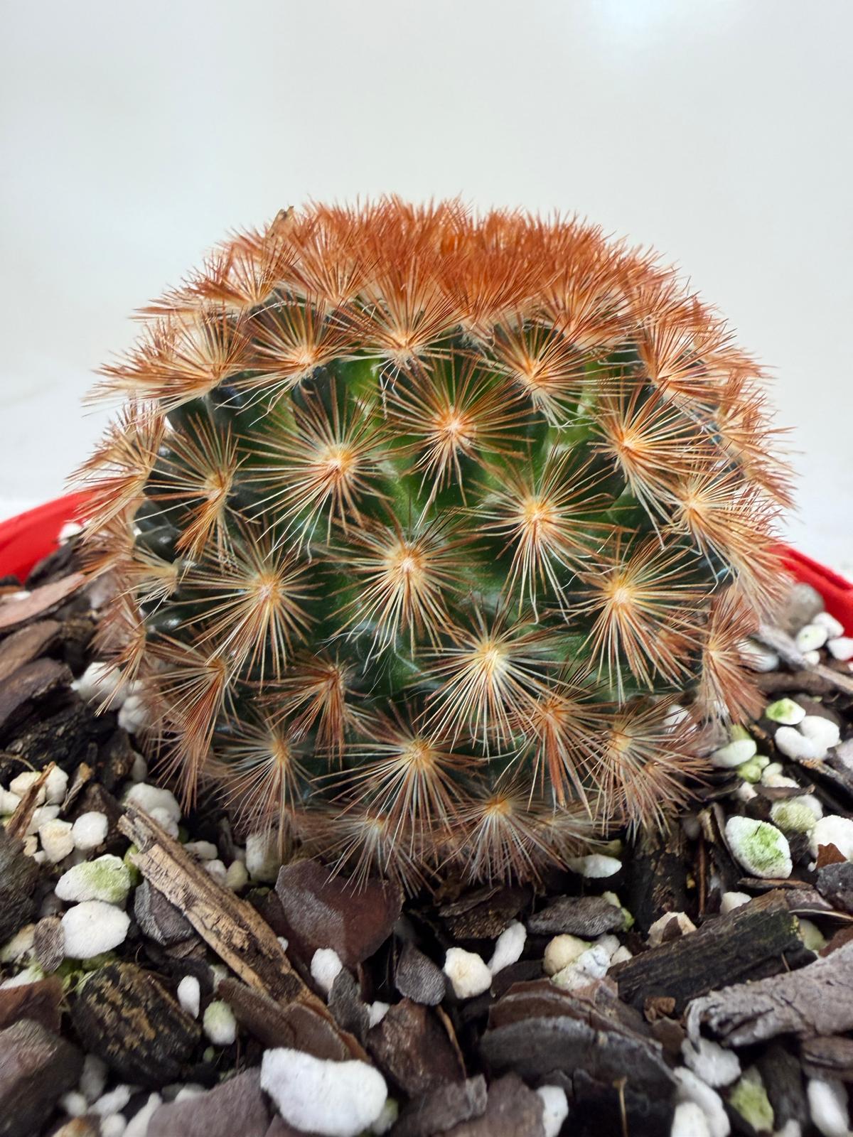 Pincushion Cactus – Mammillaria carmenea - 130mm pot size