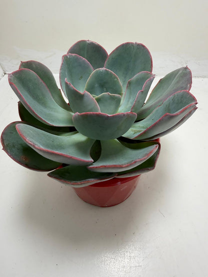 Echeveria Robusta (Bold Rosette Succulent)