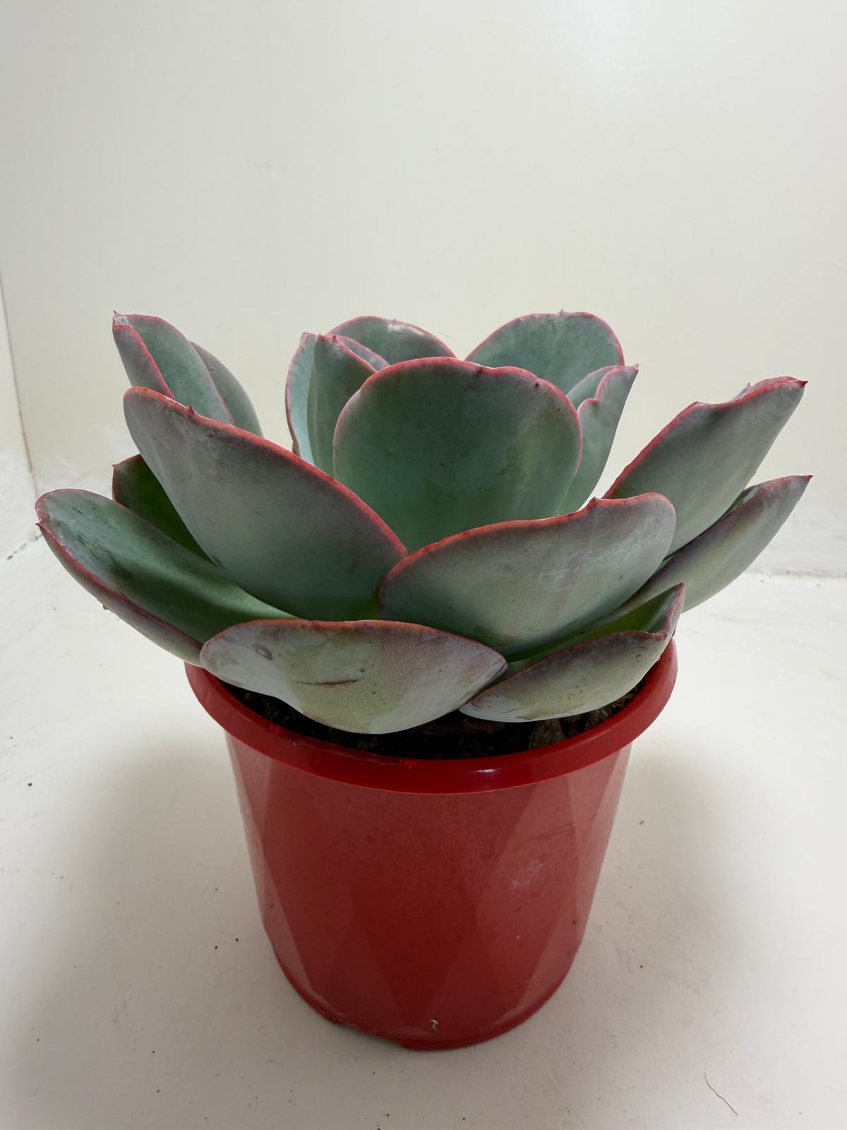 Echeveria Robusta (Bold Rosette Succulent)