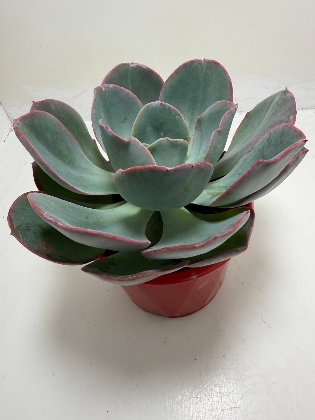 Echeveria Robusta (Bold Rosette Succulent)