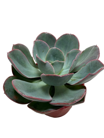 Green succulent plant with red edges in a pot on a white surface