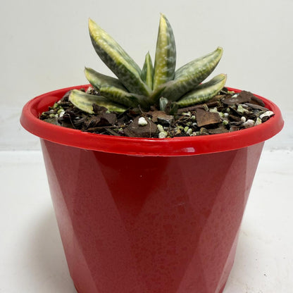 Buy Gasteria Variegated | Rare & Exotic Plant |130mm