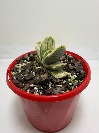 Buy Gasteria Variegated | Rare & Exotic Plant |130mm