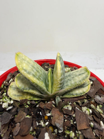 Buy Gasteria Variegated | Rare & Exotic Plant |130mm