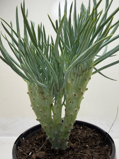 Mermaid Tail : Crested Senecio Talinoides - Narrow Leaf Chalk Stick # 901