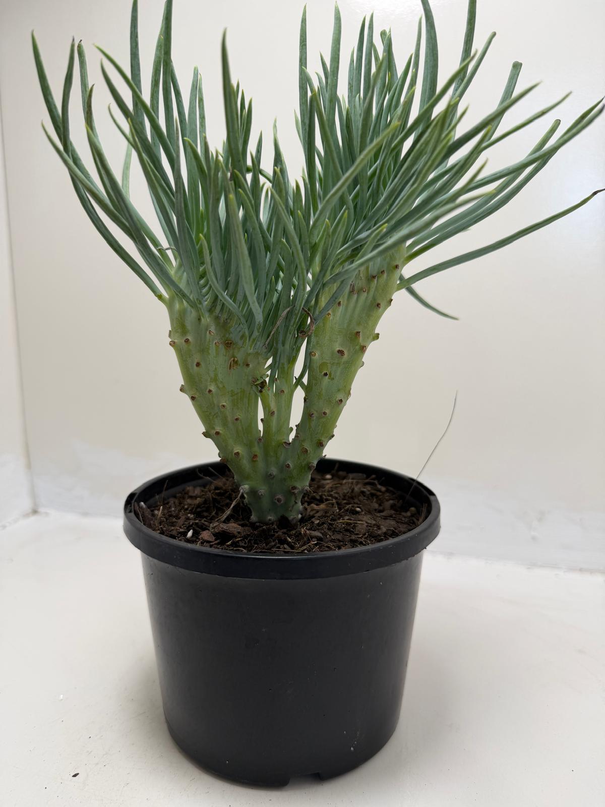 Mermaid Tail : Crested Senecio Talinoides - Narrow Leaf Chalk Stick # 901
