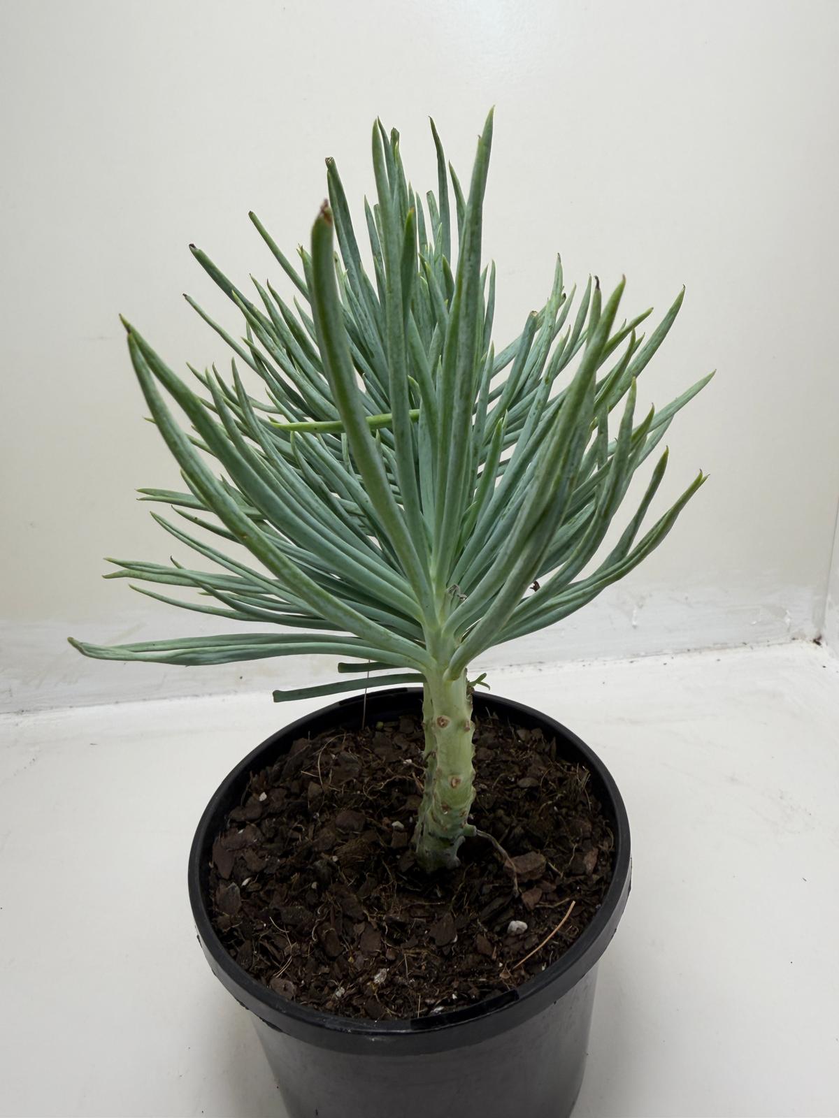 Mermaid Tail : Crested Senecio Talinoides - Narrow Leaf Chalk Stick # 901