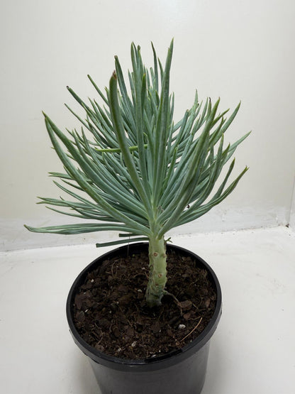 Mermaid Tail : Crested Senecio Talinoides - Narrow Leaf Chalk Stick # 901