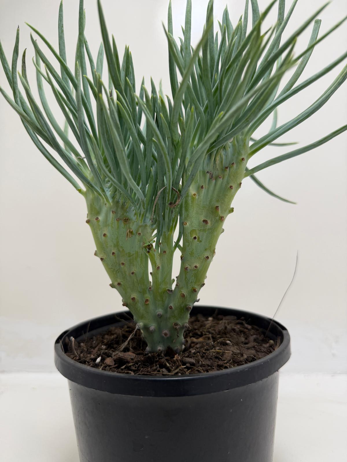 Mermaid Tail : Crested Senecio Talinoides - Narrow Leaf Chalk Stick # 901