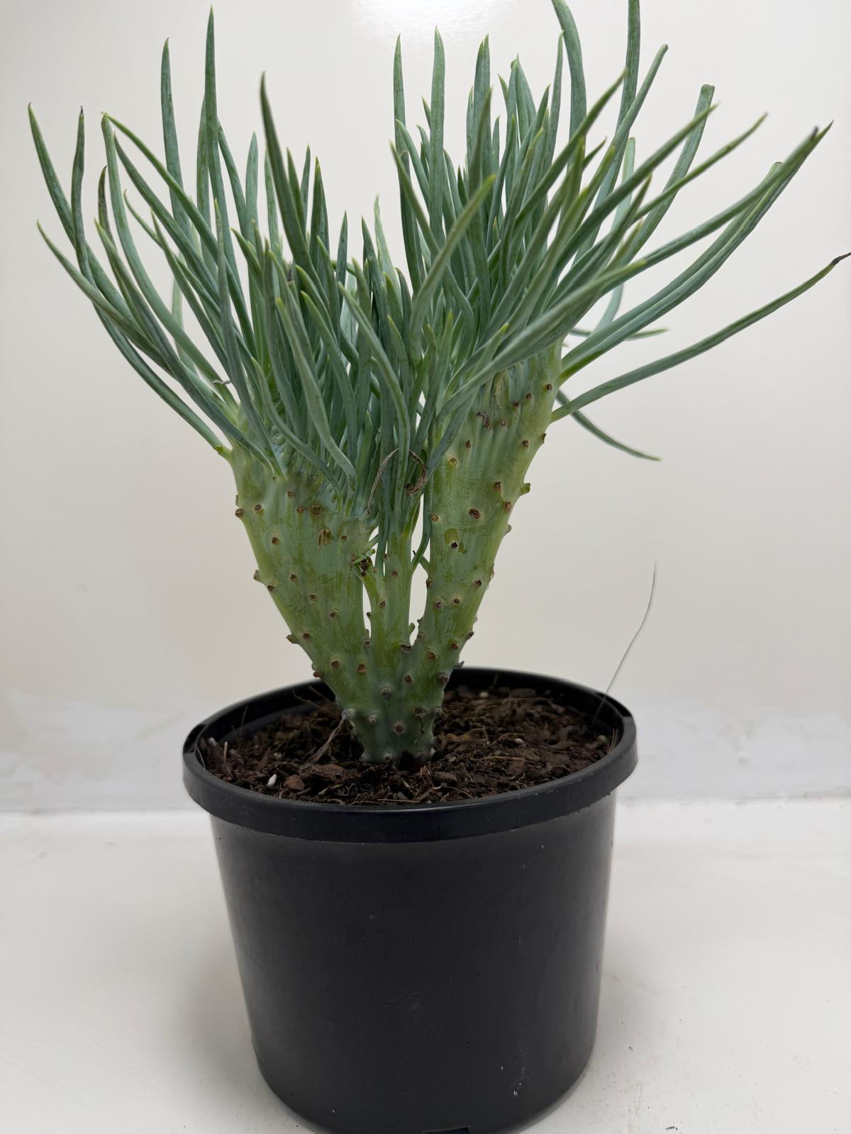 Mermaid Tail : Crested Senecio Talinoides - Narrow Leaf Chalk Stick # 901
