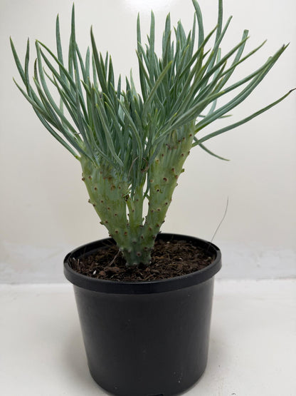 Mermaid Tail : Crested Senecio Talinoides - Narrow Leaf Chalk Stick # 901