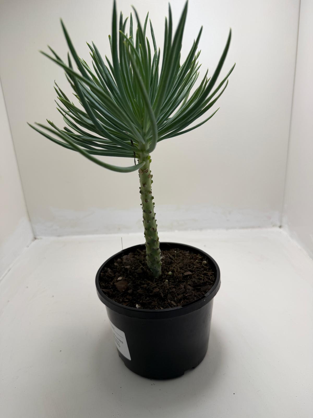 Mermaid Tail : Crested Senecio Talinoides - Narrow Leaf Chalk Stick # 902