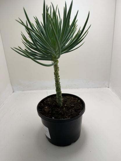 Mermaid Tail : Crested Senecio Talinoides - Narrow Leaf Chalk Stick # 902