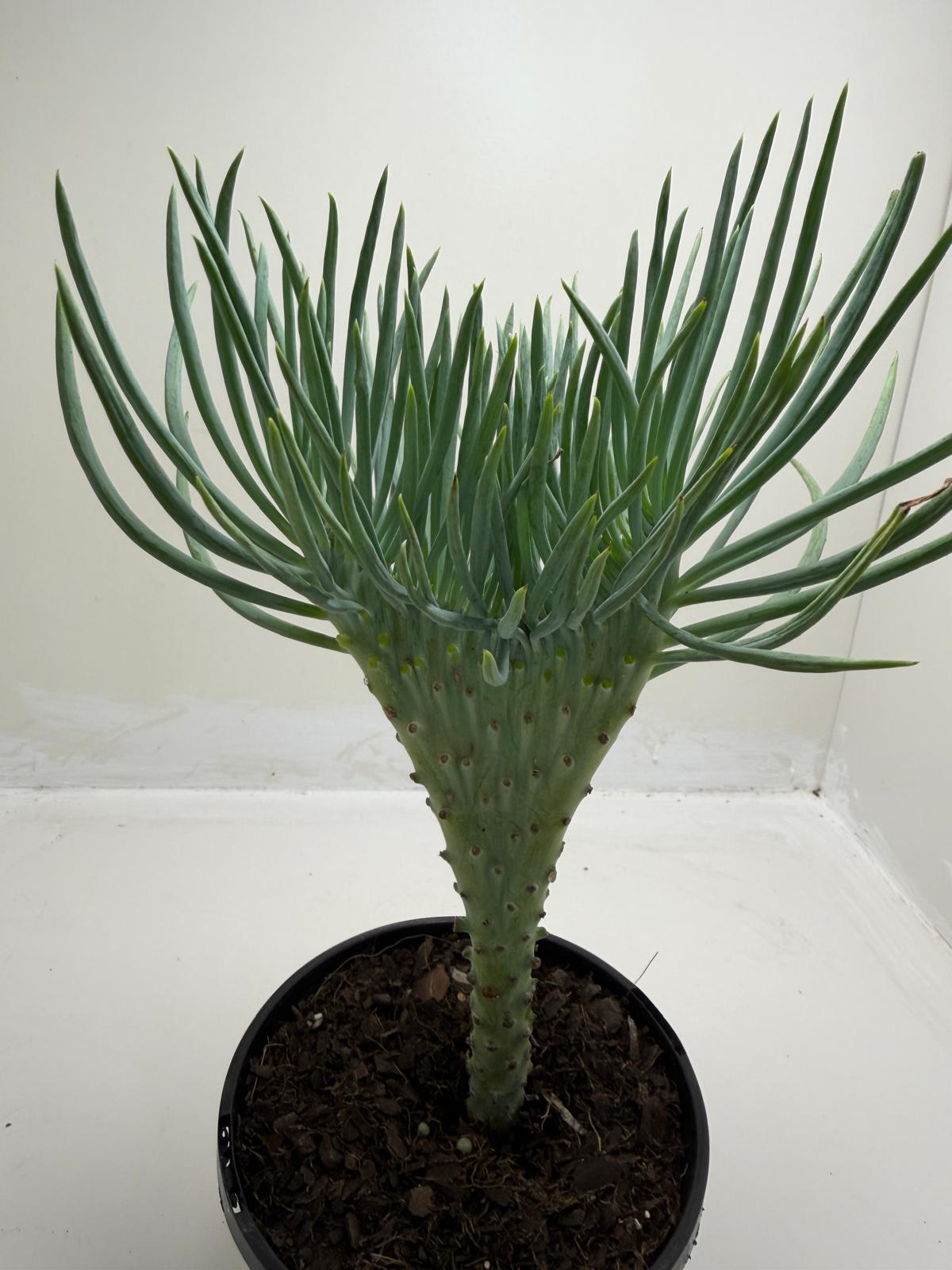Mermaid Tail : Crested Senecio Talinoides - Narrow Leaf Chalk Stick # 902