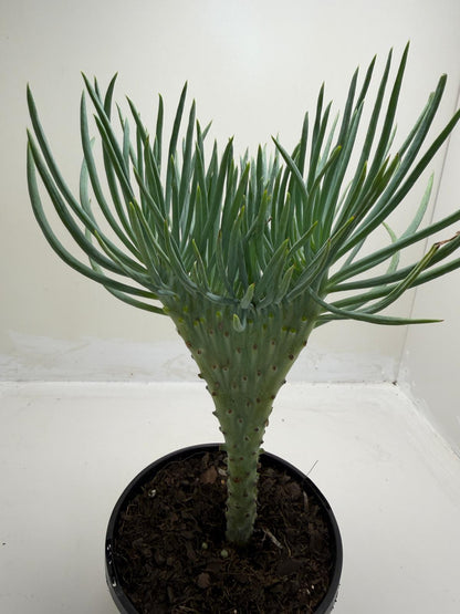 Mermaid Tail : Crested Senecio Talinoides - Narrow Leaf Chalk Stick # 902