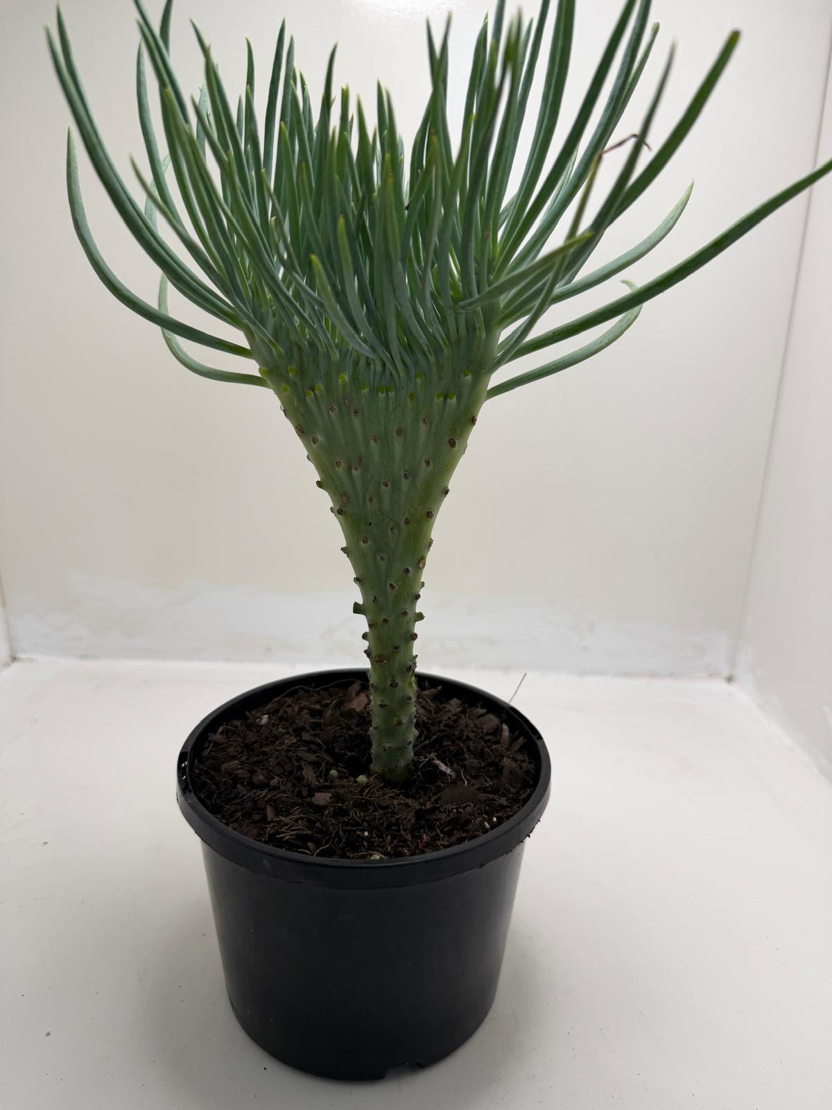 Mermaid Tail : Crested Senecio Talinoides - Narrow Leaf Chalk Stick # 902