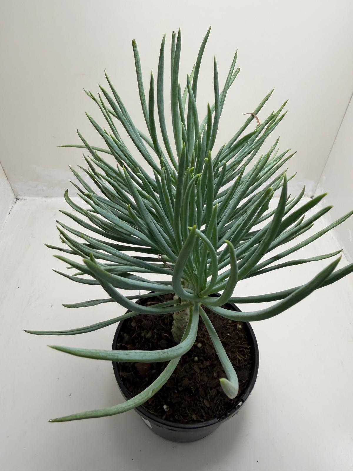 Mermaid Tail : Crested Senecio Talinoides - Narrow Leaf Chalk Stick # 902