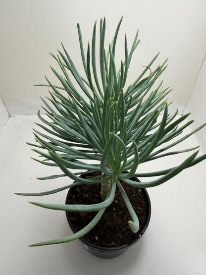 Mermaid Tail : Crested Senecio Talinoides - Narrow Leaf Chalk Stick # 902