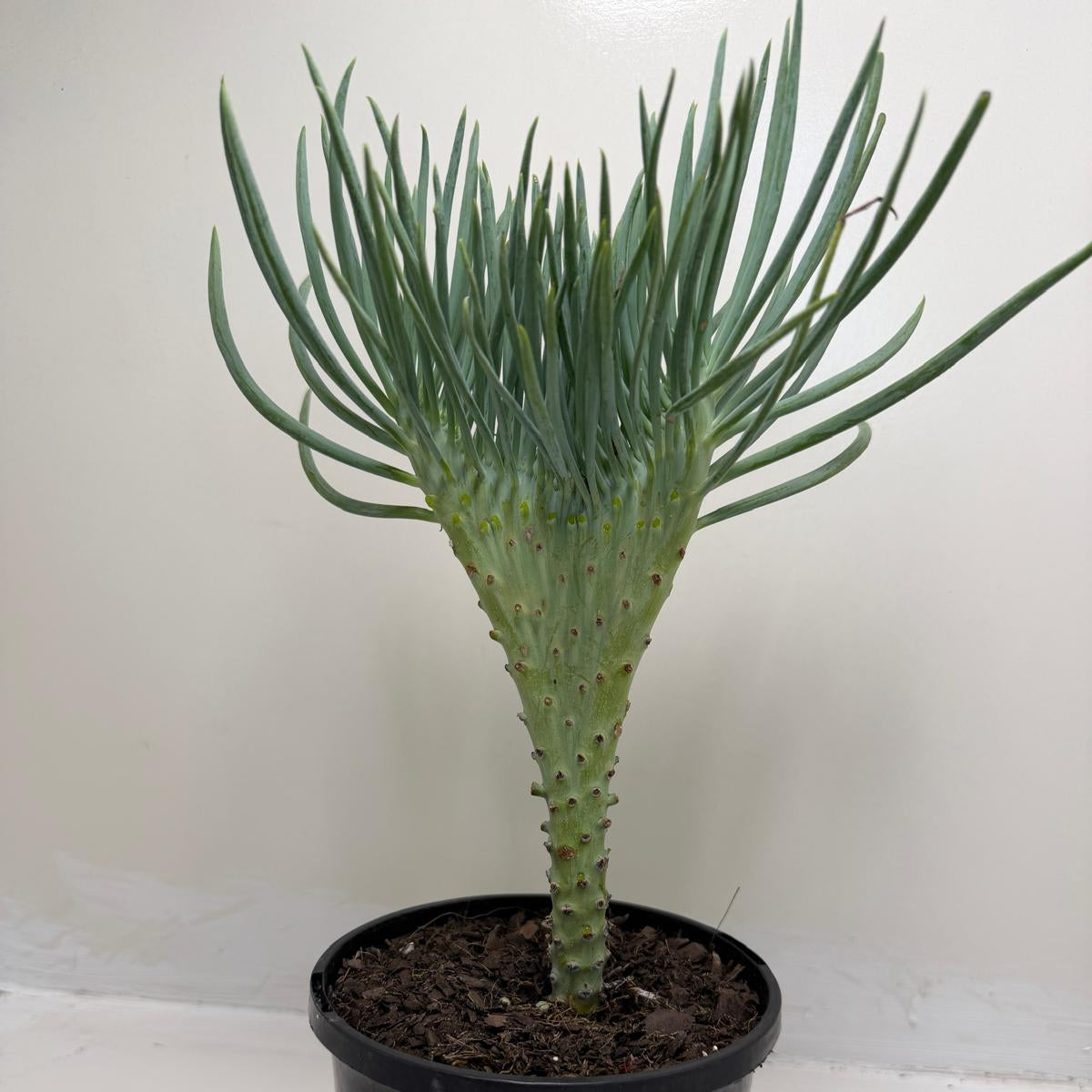 Mermaid Tail : Crested Senecio Talinoides - Narrow Leaf Chalk Stick # 902