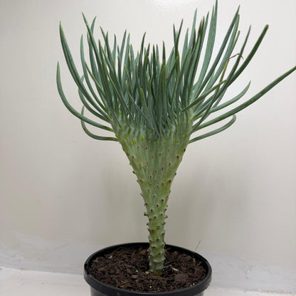 Mermaid Tail : Crested Senecio Talinoides - Narrow Leaf Chalk Stick # 902
