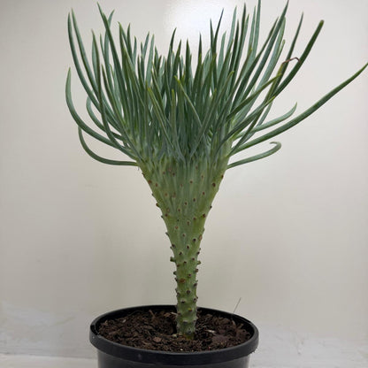 Mermaid Tail : Crested Senecio Talinoides - Narrow Leaf Chalk Stick # 902