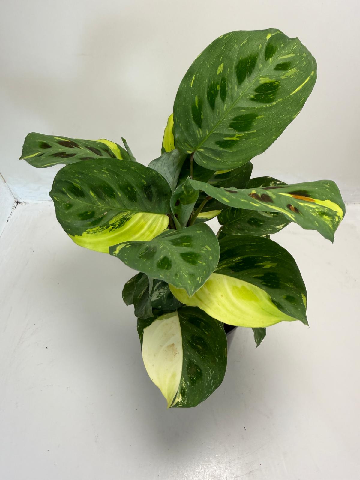 Buy Maranta leuconeura Kerchoveana Variegated | Easy Care Houseplant