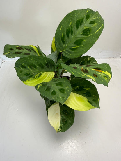 Buy Maranta leuconeura Kerchoveana Variegated | Easy Care Houseplant