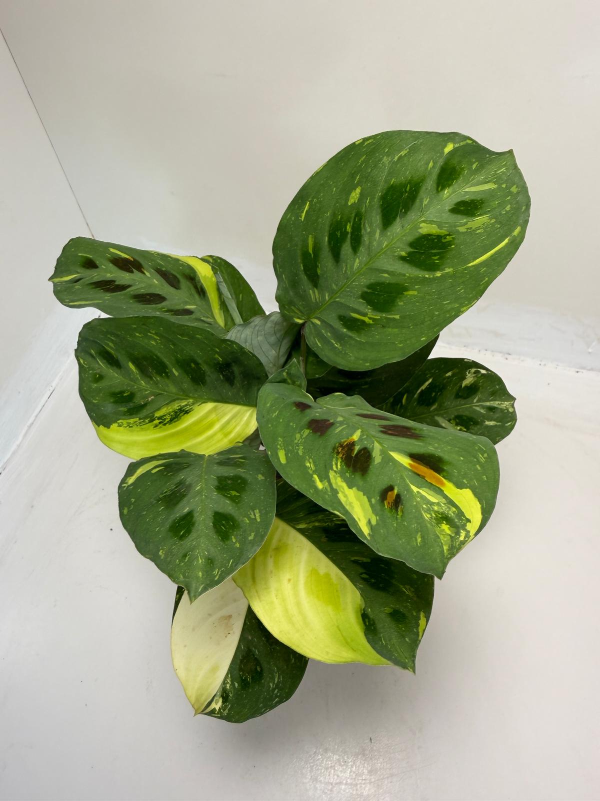 Buy Maranta leuconeura Kerchoveana Variegated | Easy Care Houseplant