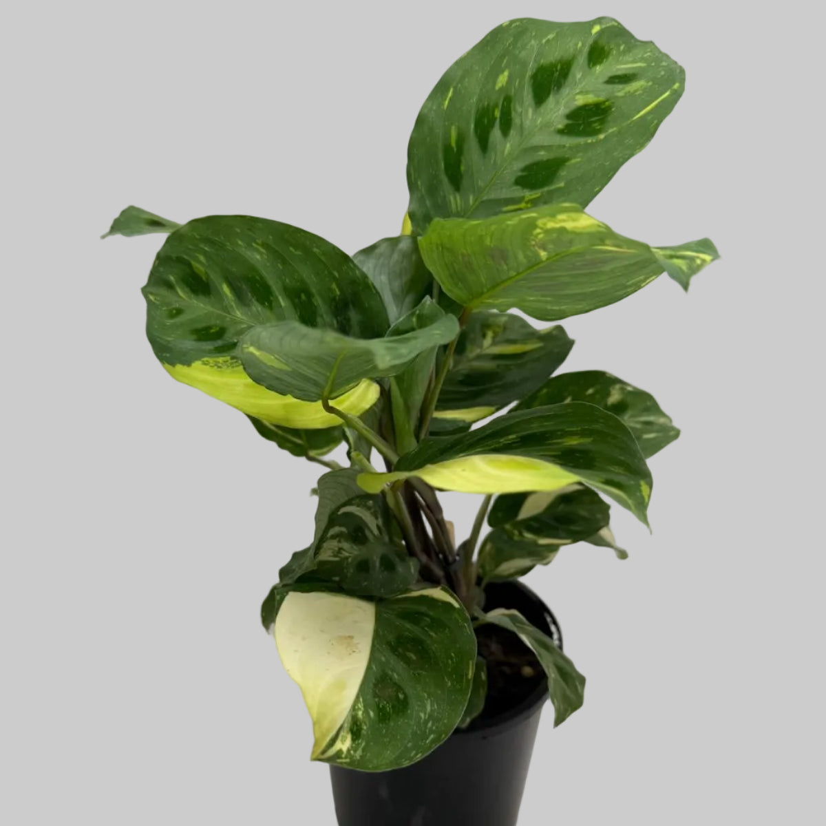 Buy Maranta leuconeura Kerchoveana Variegated | Easy Care Houseplant