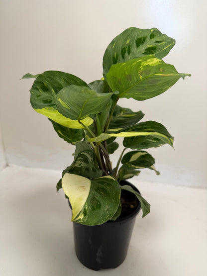 Buy Maranta leuconeura Kerchoveana Variegated | Easy Care Houseplant