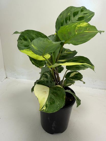 Buy Maranta leuconeura Kerchoveana Variegated | Easy Care Houseplant