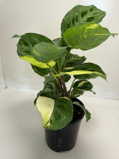 Buy Maranta leuconeura Kerchoveana Variegated | Easy Care Houseplant
