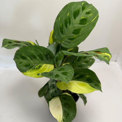 Buy Maranta leuconeura Kerchoveana Variegated | Easy Care Houseplant