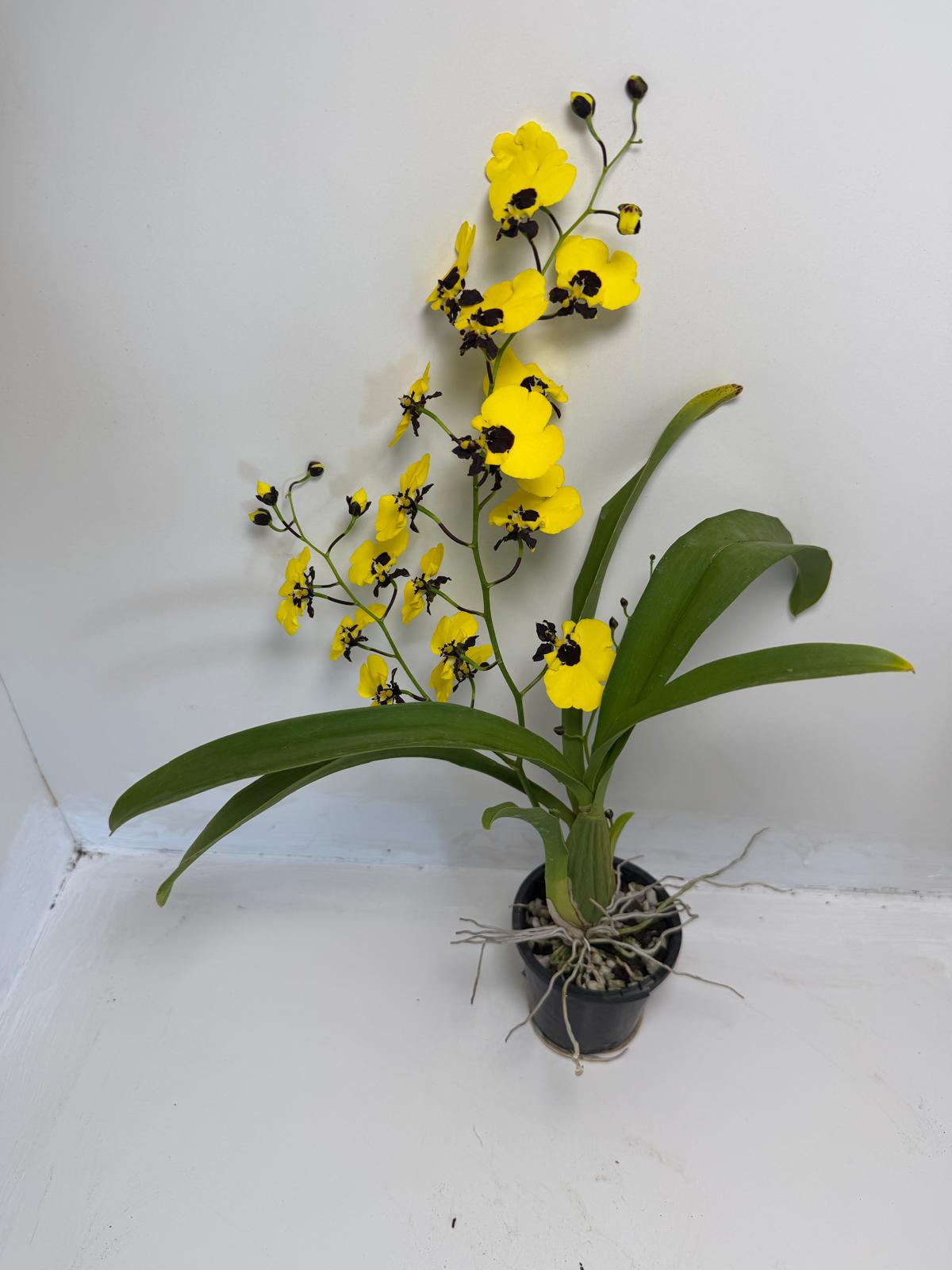 Buy Oncidesa Little Panda | Statement Indoor Plant|80mm