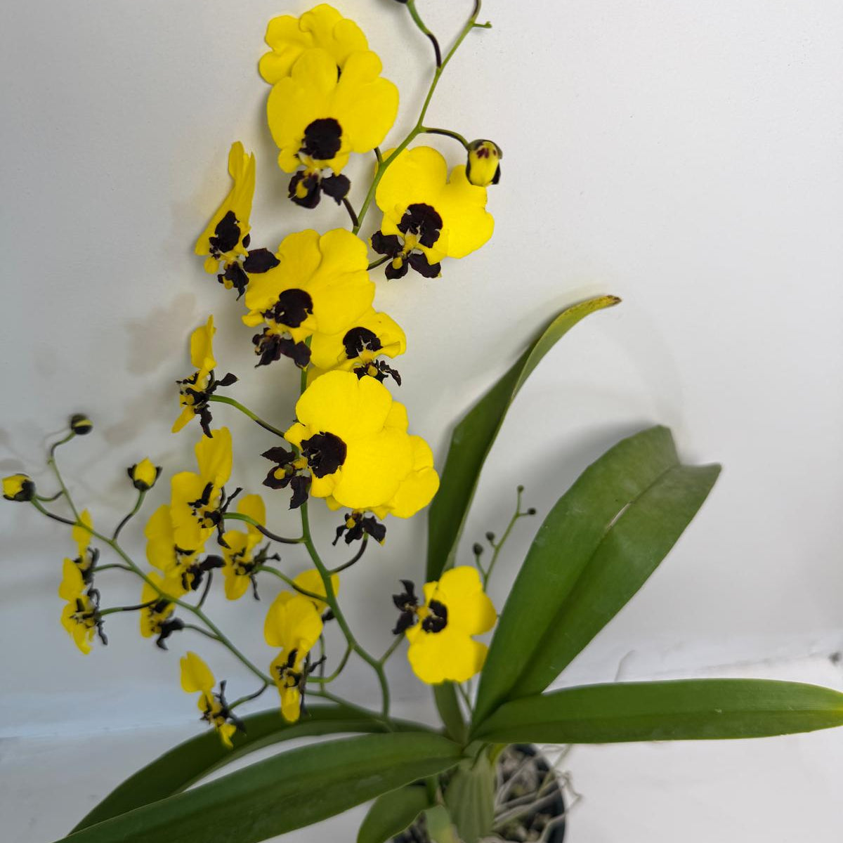 Buy Oncidesa Little Panda | Statement Indoor Plant|80mm