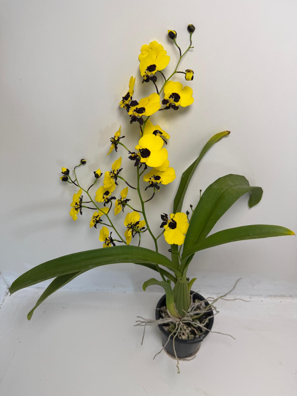 Buy Oncidesa Little Panda | Statement Indoor Plant|80mm