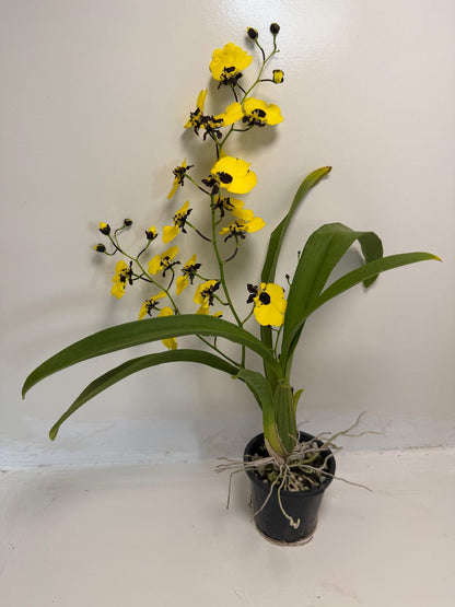 Buy Oncidesa Little Panda | Statement Indoor Plant|80mm