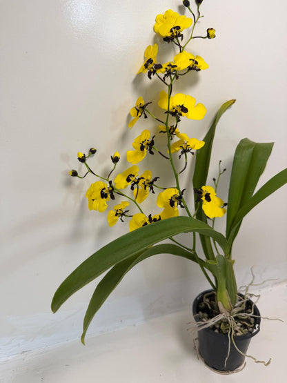 Buy Oncidesa Little Panda | Statement Indoor Plant|80mm