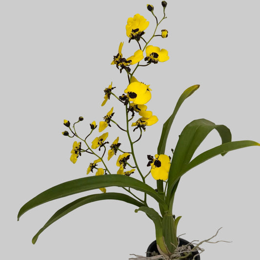 Buy Oncidesa Little Panda | Statement Indoor Plant|80mm