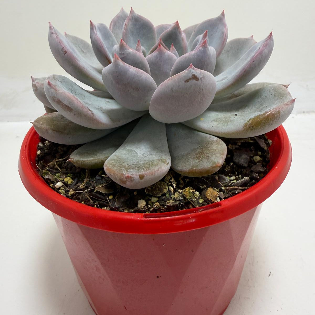 Buy Echeveria Oberon | Statement Indoor Plant |130mm