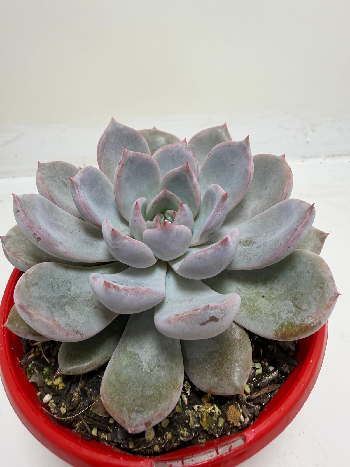 Buy Echeveria Oberon | Statement Indoor Plant |130mm